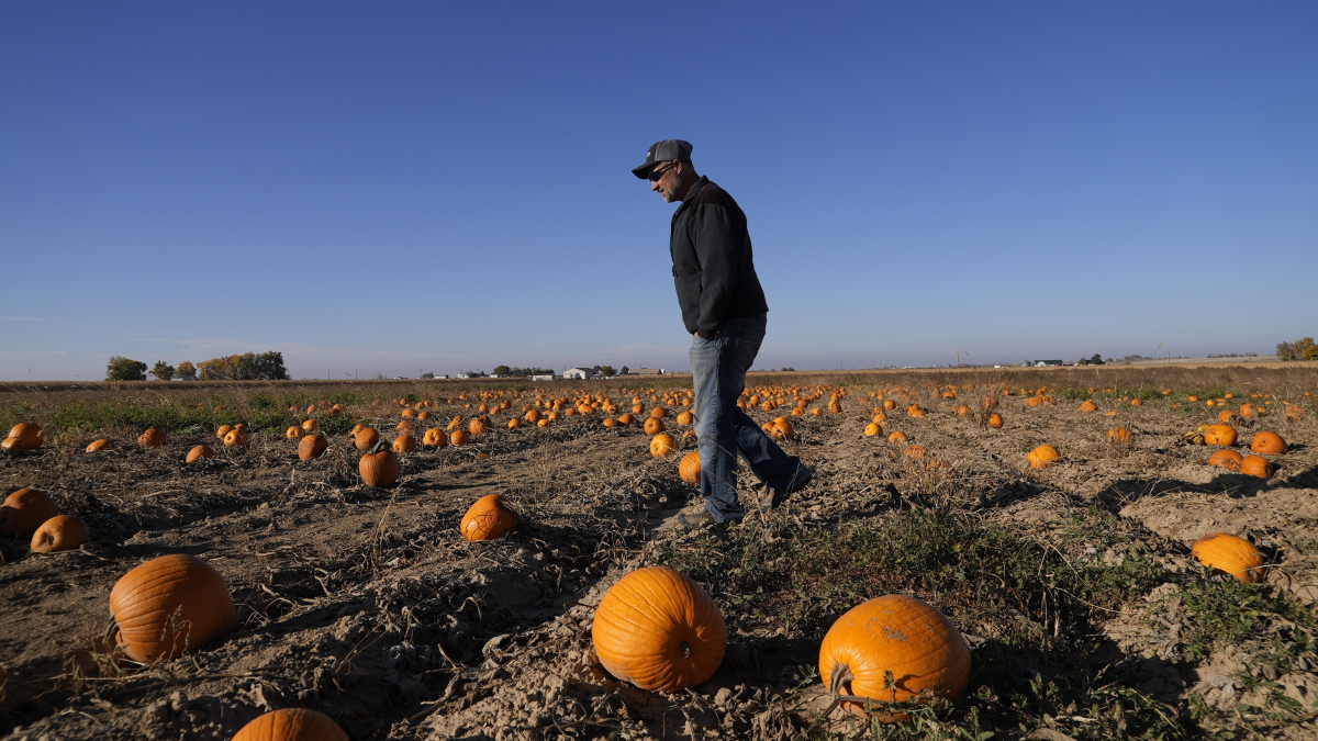 How Extreme Weather May Have Affected Pumpkins You Picked for Halloween