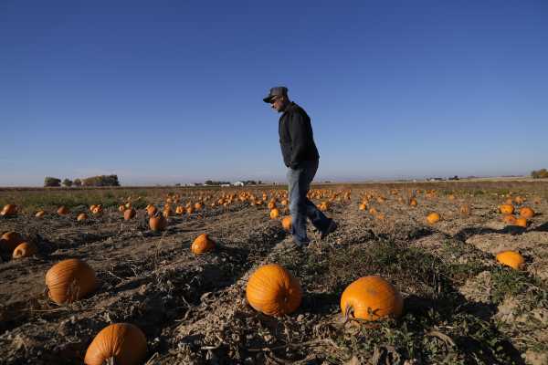 How Extreme Weather May Have Affected Pumpkins You Picked for Halloween